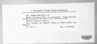 Cytospora nivea image